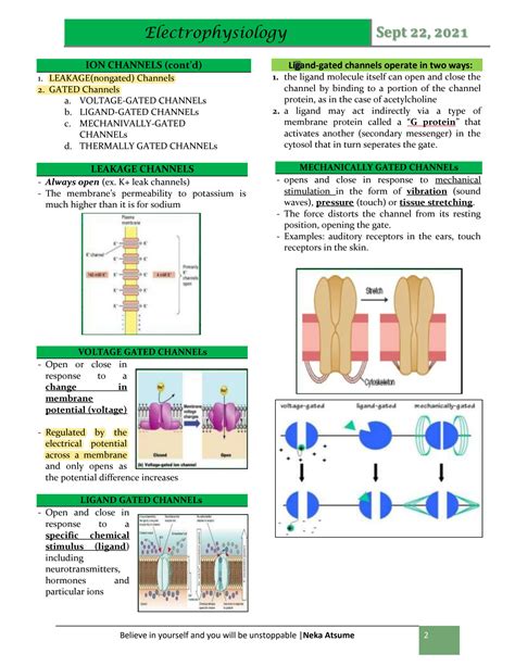 SOLUTION Understanding Electrophysiology Studypool