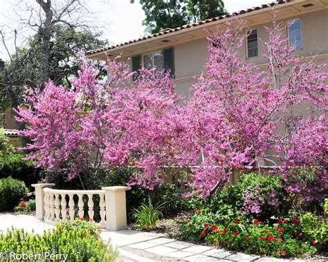 Western Redbud Tree