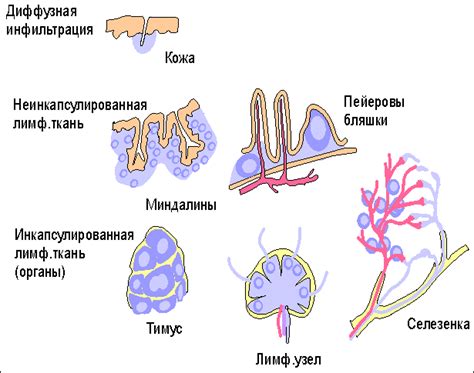 Рис. 200. Схема развития наружных половых органов