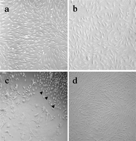 Phase Contrast Micro Graphs Of Human A Rat B And Mouse C