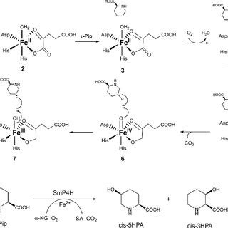 a Common mechanism for hydroxylation with... | Download Scientific Diagram