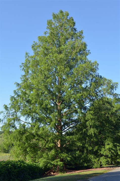 Dawn Redwood Arnold Arboretum