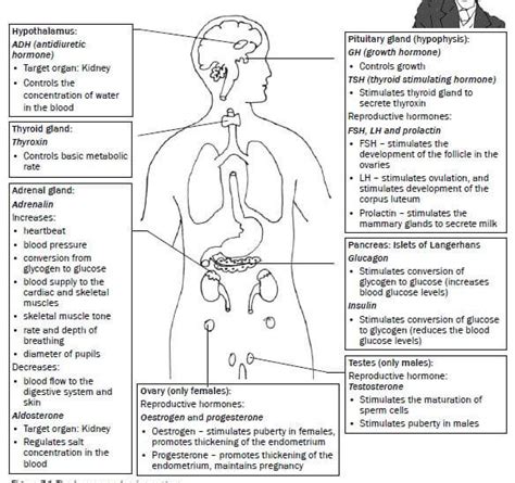 Endocrine System Grade Notes Life Sciences Study Guides