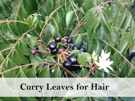 Surprising Benefits Of Curry Leaves Kadi Patta For Health Hair