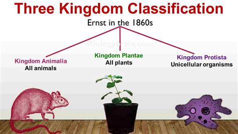 Three Kingdom Classification - Biology Brain