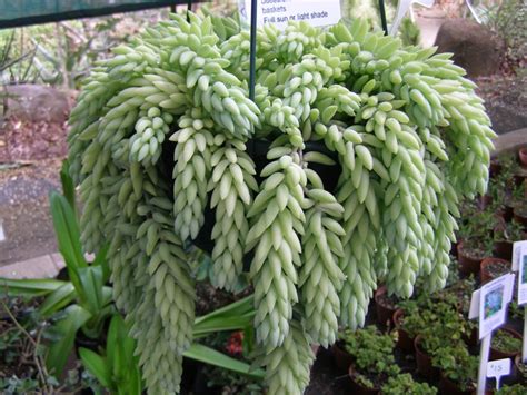 Plantas Suculentas ↣ Tipos Preços Valores Como Cuidar