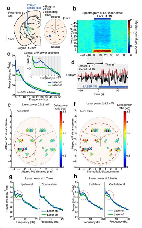 Figures And Data In Thalamic Reticular Nucleus Induces Fast And Local Modulation Of Arousal