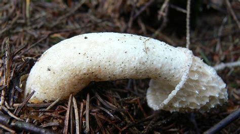 Phallus Impudicus The Nastiest Mushroom Ever HowStuffWorks