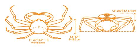 Snow Crab Chionoecetes Opilio Dimensions And Drawings