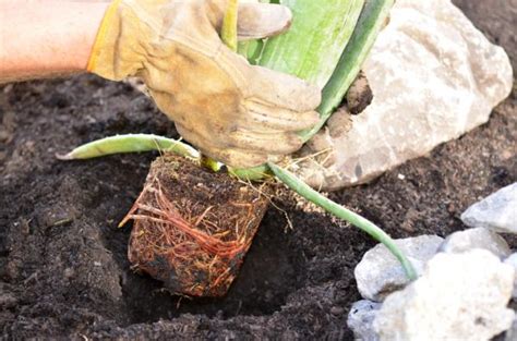 PLANTAR ALOE VERA Cuándo y Cómo hacerlo GUÍA PRÁCTICA