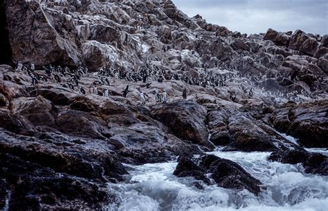 Penguins can’t get enough to eat – The Mail & Guardian