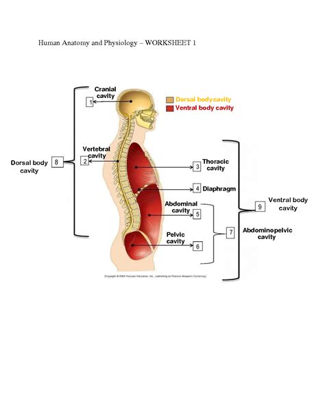 Solution Human Anatomy And Physiology Anatomical Terms Worksheet