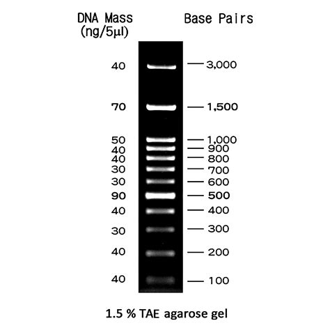 Dna Ladder