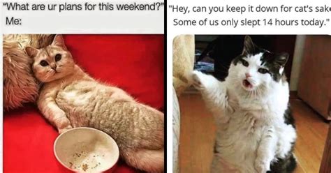 23 Purrfectly Funny Cat Memes For A Caturday Full Of Laughter I Can