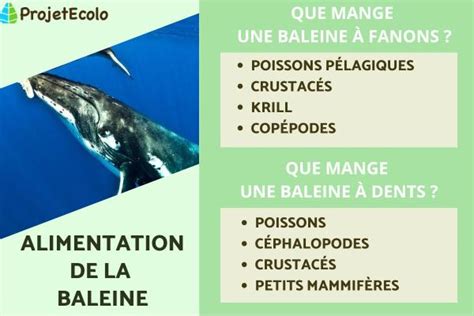 Alimentation De La Baleine Habitat De La Baleine