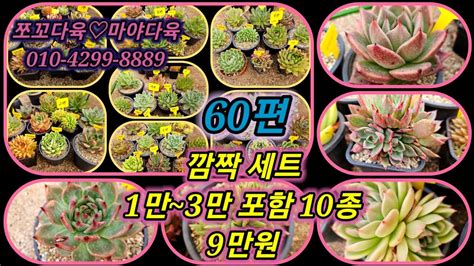 쪼꼬다육 60편 깜짝세트 多肉植物 다육식물 succulent 창전문 7세트만 YouTube