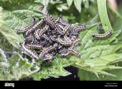 Lepidopteran Caterpillars Hi Res Stock Photography And Images Alamy