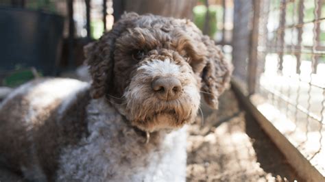 Lagotto Romagnolo Wszystko Co Powiniene Wiedzie O Tej Rasie