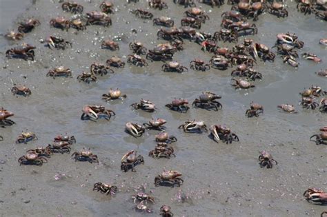 How To Keep Fiddler Crabs Alive For Bait Tips To Follow Dead Fish