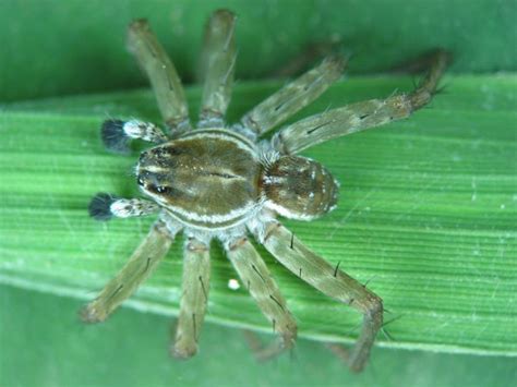 Spider India Pond Wolf Spider Pardosa Pseudoannulata