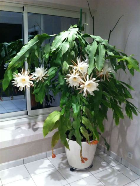 Epiphyllum Oxypetalum Queen Of The Night World Of Succulents