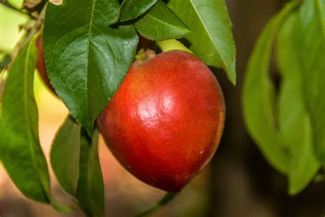 Snow Queen Nectarine Tree | Ison's Nursery & Vineyard