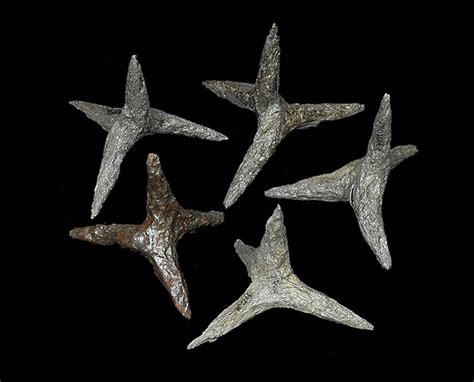 Caltrop | Historic Jamestowne