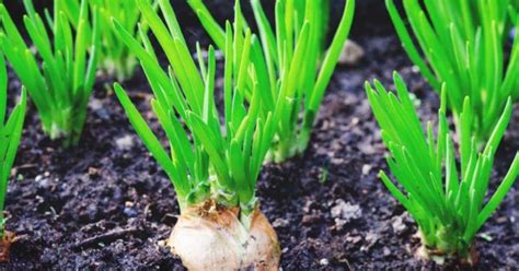 Growing Shallots: Best Varieties, Planting Guide, Care, Problems, and ...