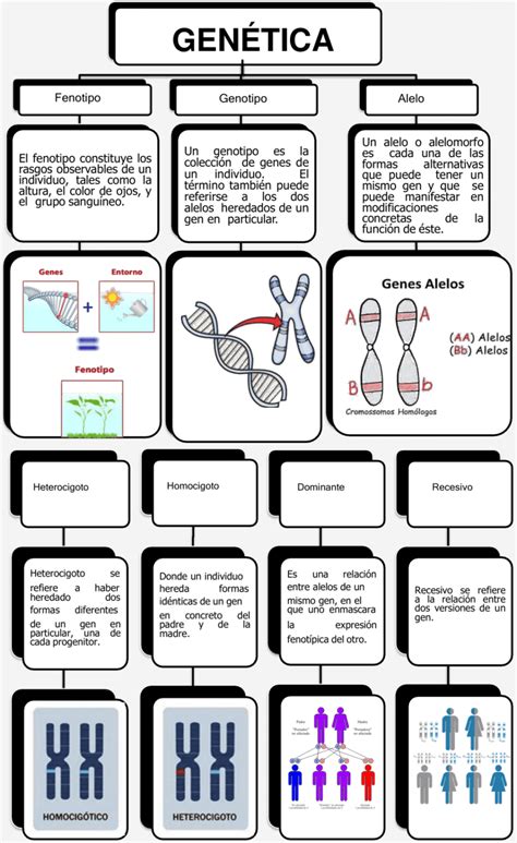 Mapas Conceptuales De La Genética 【descargar】