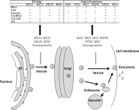 Engineering Vesicle Trafficking Process Improved The Secretion Of Bgl