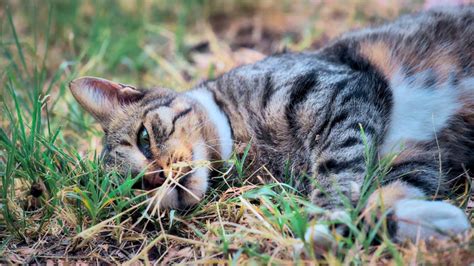 Qué pasa si mi gato come plantas Petlife