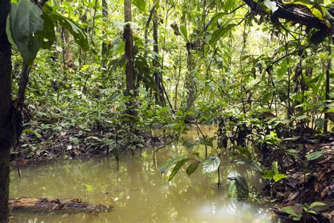 Igap Vegeta O Submersa Da Floresta Amaz Nica Infoescola