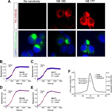 Fig S Functional Characterisation Of Hhat Nanobody And Megabody