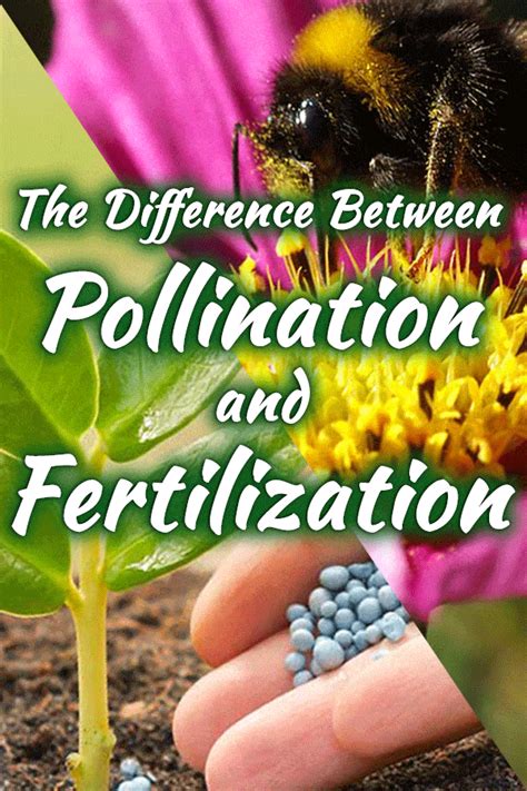 What Is The Difference Between Pollination And Fertilization