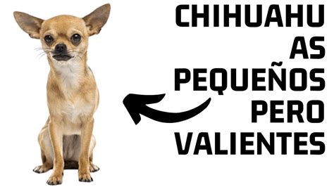 Chihuahua Las Razones Mas Importantes Que Deberias De Conocer Antes De