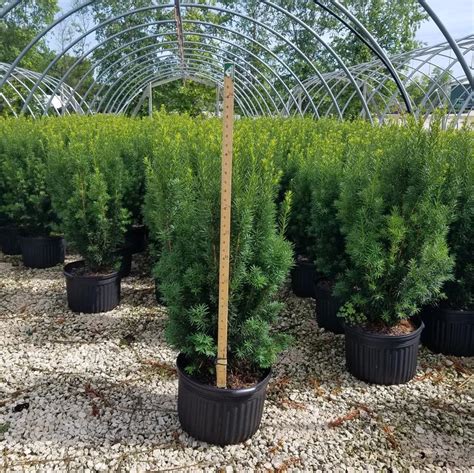 Hicks Yew Hedges Shrub Taxus X Media Hicksii 51 Off