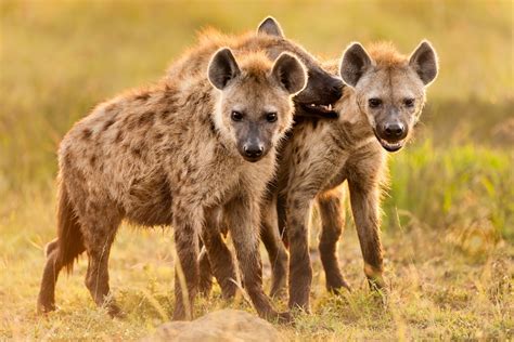 Tiny Hero: A Lost Buffalo Calf's Courageous Confrontation with a Hyena ...