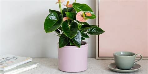 The Best Low Maintenance Office Plants That Thrive Under Fluorescent Lights