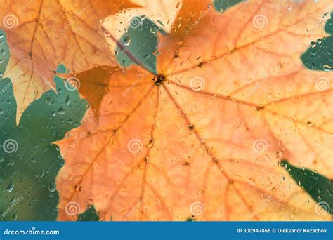 Autumn Background Maple Leaves Outside Window Glass With Rain Drops