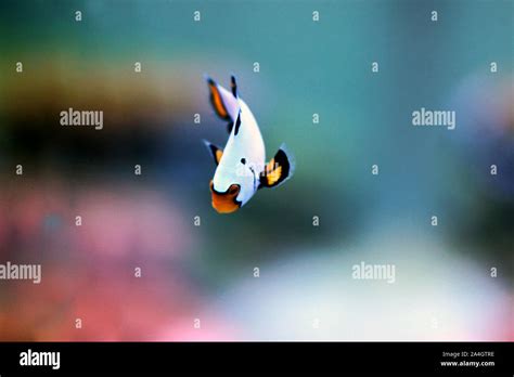 Wyoming White Clownfish Hi Res Stock Photography And Images Alamy