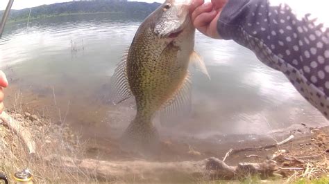 Another Day Out At The Lake Berryessa And Yes Huge Crappie Caught