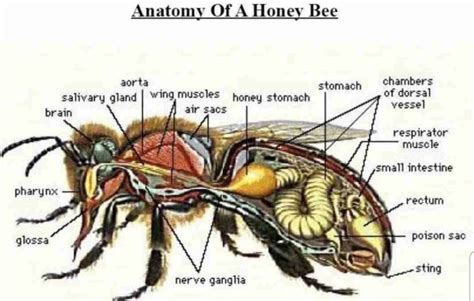 Anatomy of the Bee – Leahy Beekeeping