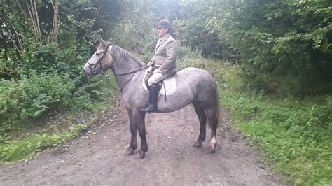 Irish Horses for Sale – Horses in Ireland