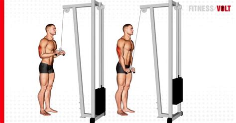 The Cable Triceps Pushdown Exercise Guide And Videos Fitness Volt