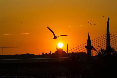 Silhouette of Flying Birds During Sunset · Free Stock Photo