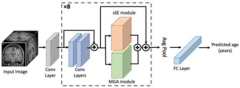 Bioengineering Free Full Text Brain Age Prediction Using Multi Hop