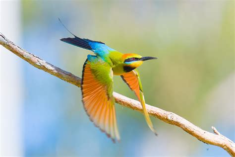 Rainbow Bee-eater in flight - Best Bird Photos Australia | Bee eater ...