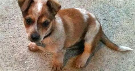 Red Heeler Blue Heeler Chihuahua Mix Pets Lovers