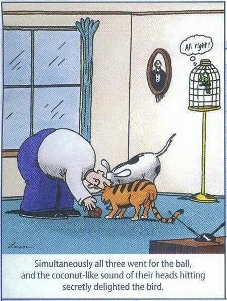 Pin By Kakki Ledyard On Funny Critters Far Side Cartoons Far Side