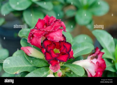 Desert Rose Flower Adenium Obesum Stock Photo Alamy